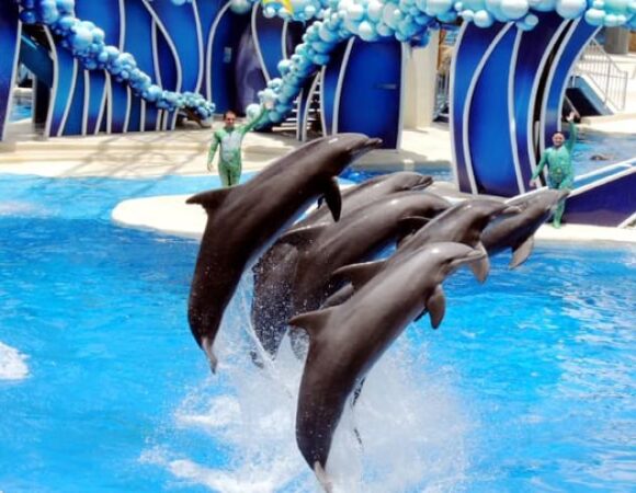 The Dolphinarium VIP