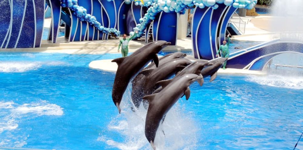 The Dolphinarium VIP